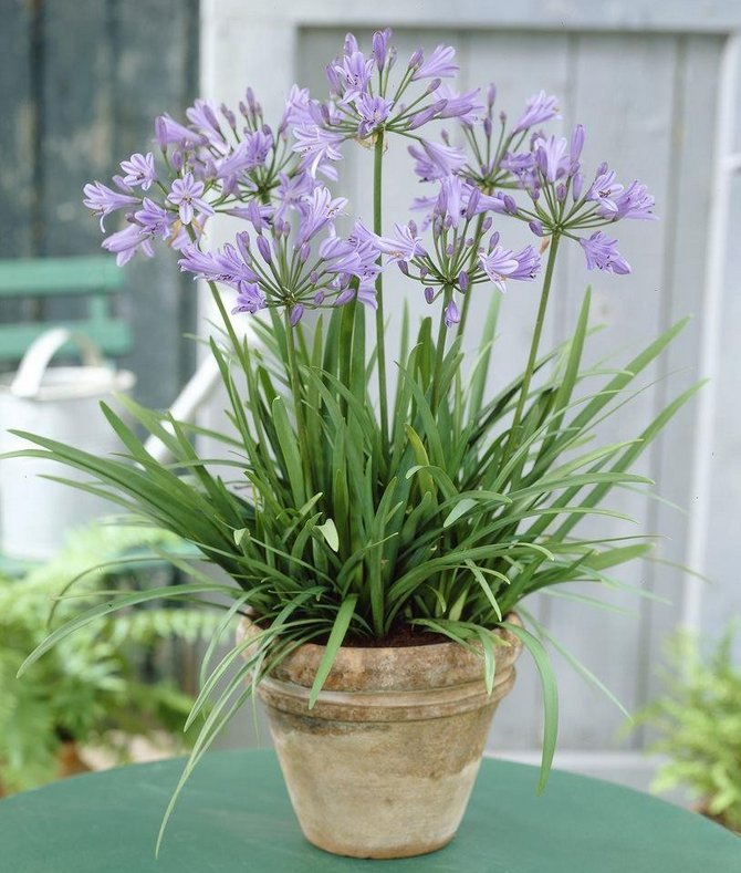 Agapanthus pleje derhjemme