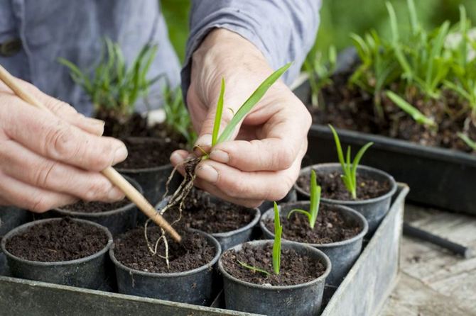 Reproduktion af agapanthus