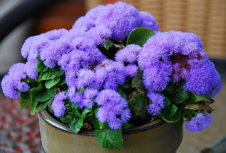 Ageratum في المنزل