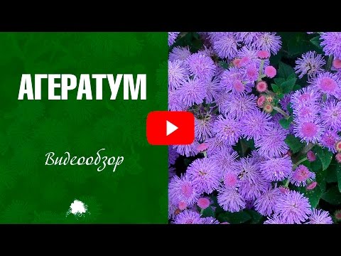 Ageratum ✅ Dyrkning og pleje af en plante