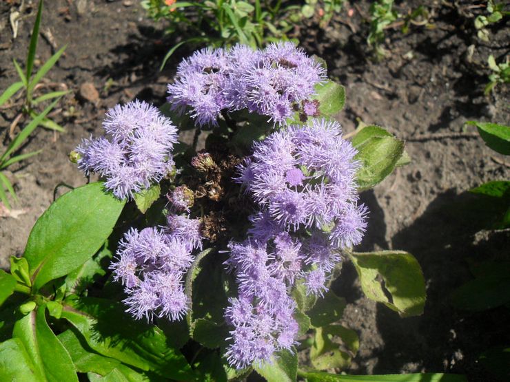 Ageratum sygdomme