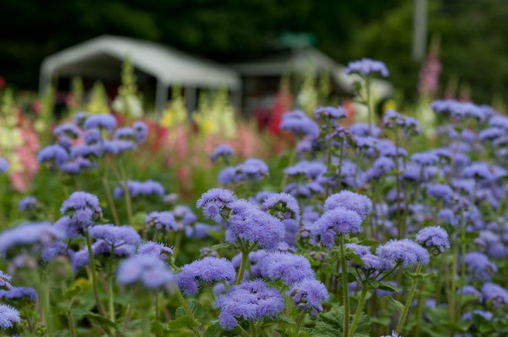 Ageratum i landskabsdesign