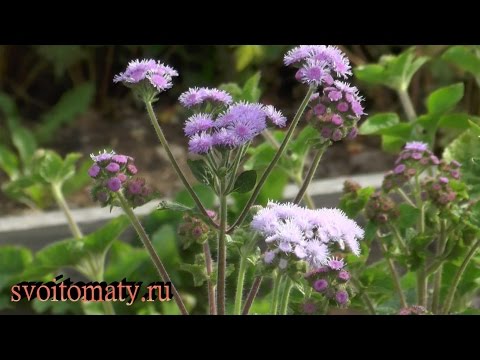 Ageratum: النمو والرعاية