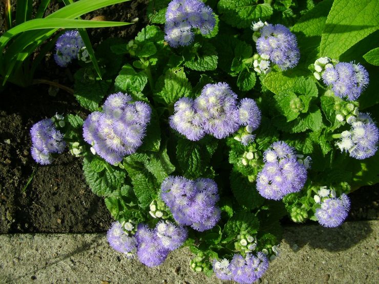 Ageratum pleje