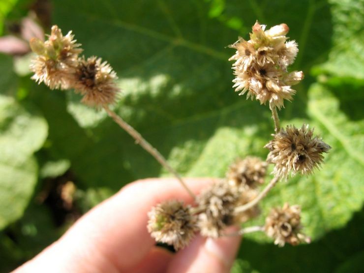 Ageratum بعد الإزهار