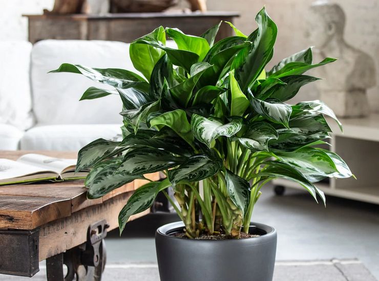 الرعاية المنزلية ل aglaonema