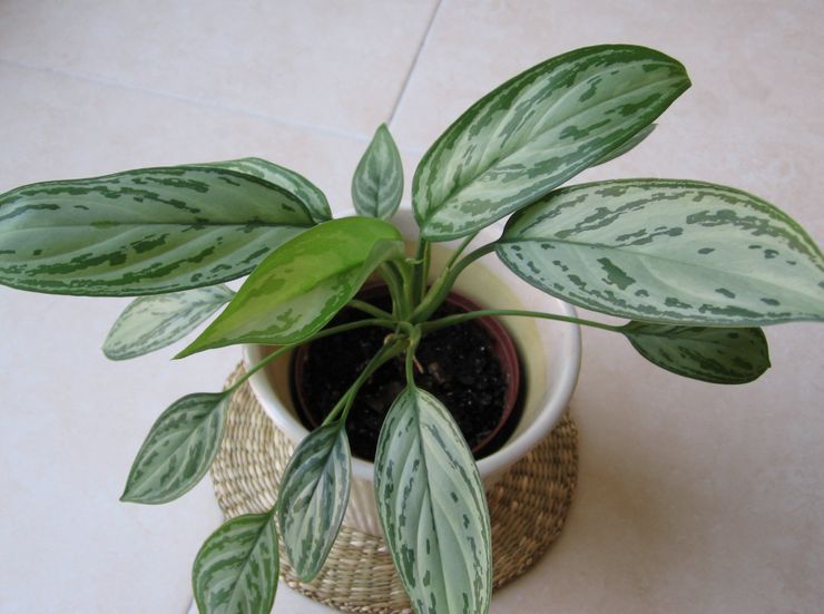 التربة Aglaonema