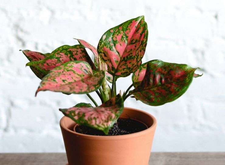 طرق تربية Aglaonema