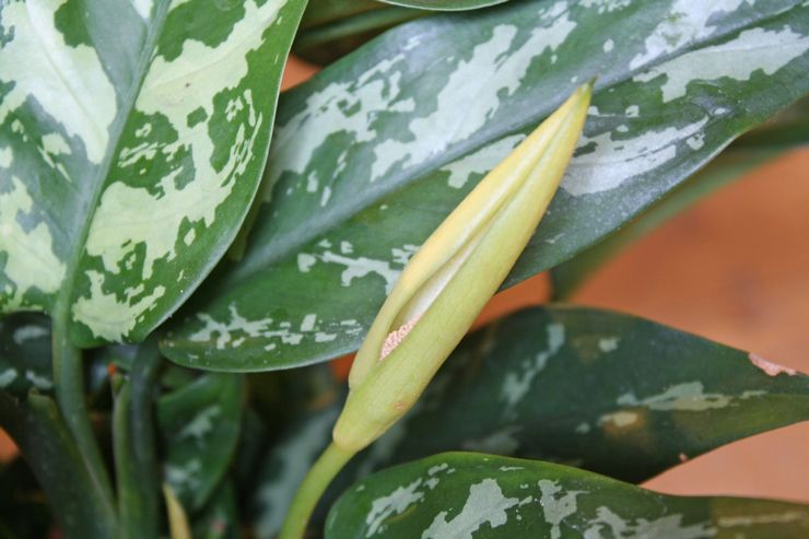 Aglaonema قابل للتغيير