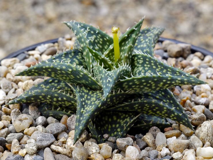 Aloe Descoings