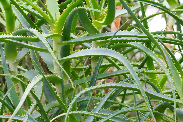 Aloe træ