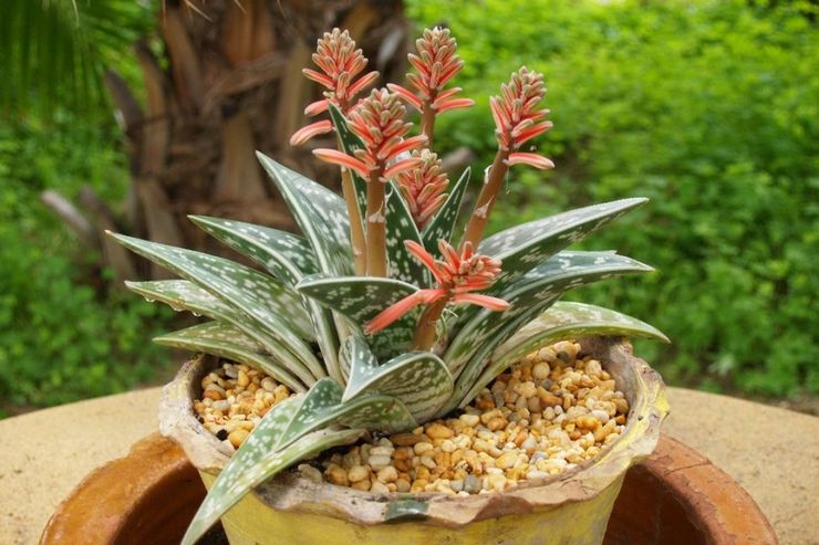 Aloe tiger