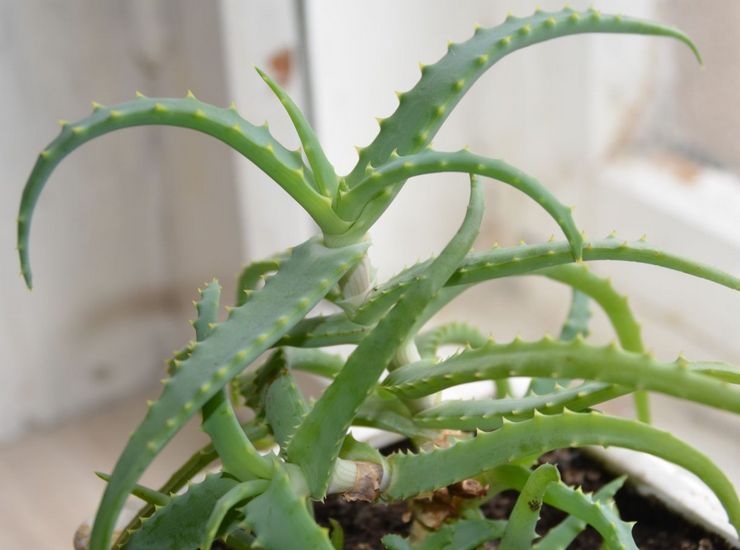 Aloe