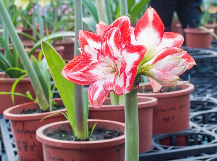 Amaryllis όμορφη ή belladonna