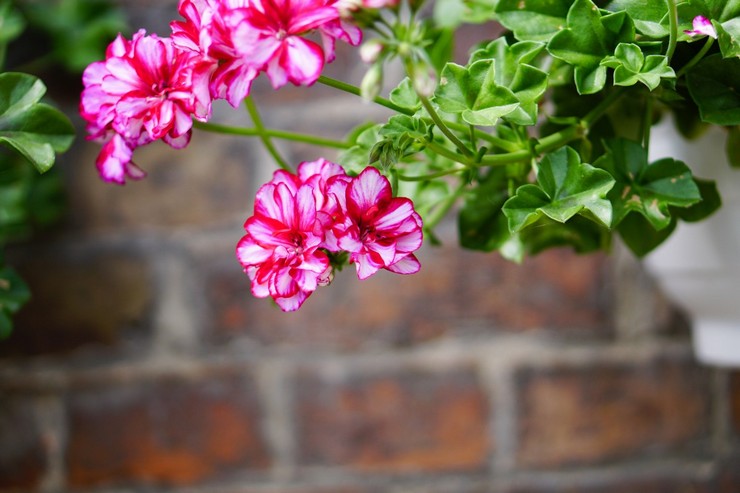 Ampel Pelargonium - domáca starostlivosť. Kultivácia ampelových muškátov, transplantácia a reprodukcia. Popis, druhy. Foto