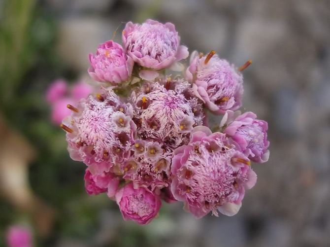 Antennaria on kissan tassu. Kukkien hoito ja viljely. Istutus ja jalostus