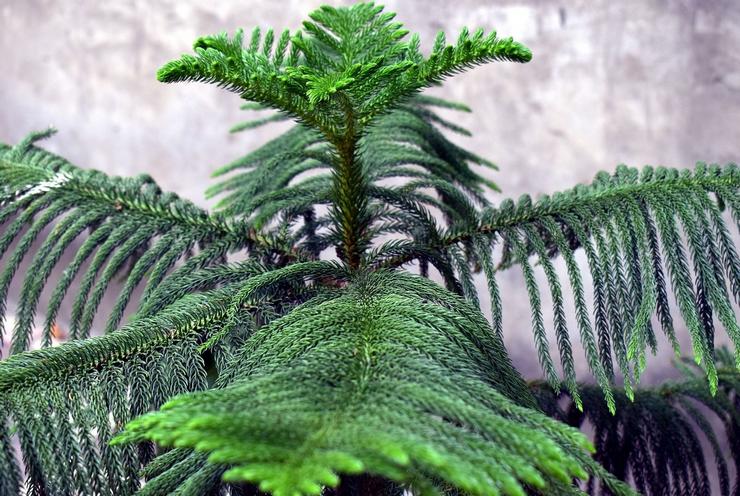 Varieret araucaria