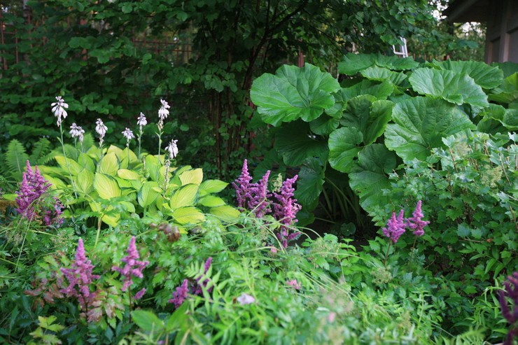 Butterbur في تصميم المناظر الطبيعية