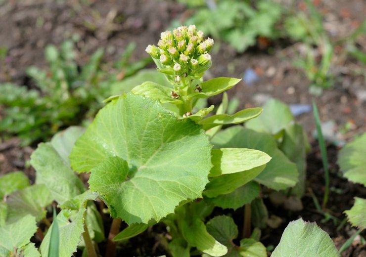 رعاية Butterbur