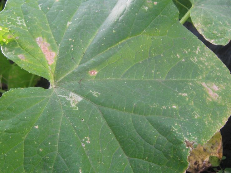 Whitefly na uhorkách