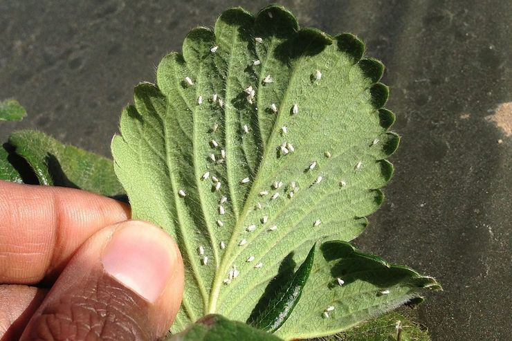 Whitefly na jahodách