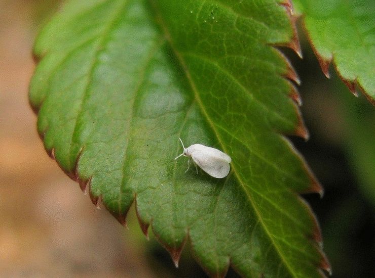 Whitefly na malinách