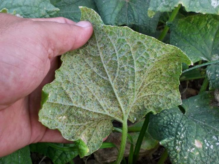 Whitefly na uhorkách v skleníku