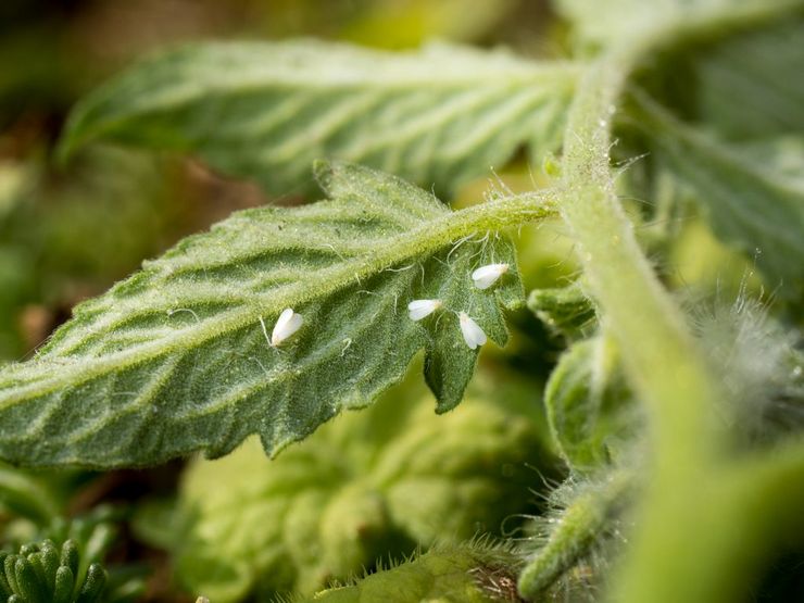 Whitefly na paradajkách