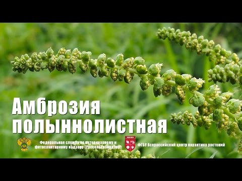 Artemisia -ragweed