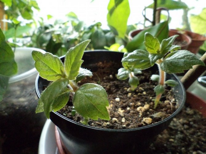 Το έτοιμο χώμα για διακοσμητικά ανθοφόρα φυτά είναι κατάλληλο για μπουβαρδιά