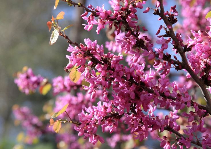 Beskrivelse af cercis