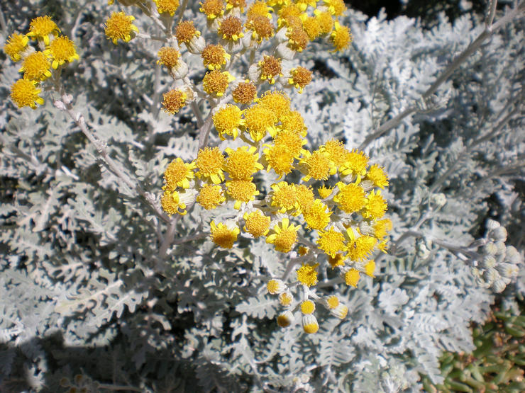 Παραθαλάσσιο Cineraria - φύτευση και φροντίδα σε ανοιχτό χωράφι. Καλλιέργεια Cineraria, μέθοδοι αναπαραγωγής. Περιγραφή. φωτογραφία