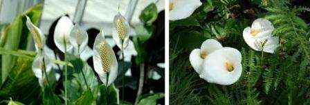 Η πατρίδα του spathiphyllum είναι τα νησιά των Φιλιππίνων, η Κεντρική και η Νότια Αμερική. Αυτές οι χώρες έχουν ένα μάλλον ζεστό κλίμα, γι 'αυτό και το ίδιο το λουλούδι είναι επίσης θερμόφιλο. Το Spathiphyllum αναπτύσσεται φυσικά σε τροπικά τροπικά δάση,