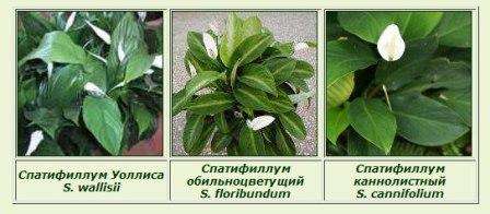 Kannolikukka kasvoi aiemmin vain Guyanassa, Thaimaassa ja Venezuelassa. Lusikan muotoinen spathiphyllum on Brasilian metsien asukas, kun se tulee hyvin toimeen asunnossa muiden kasvien kanssa.