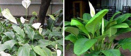 Vanding af denne eksotiske blomst er nødvendig hele året rundt, især under blomstring. Spathiphyllum elsker fugt, så du kan ikke spare vand til det om sommeren. Om vinteren er det bedre at reducere mængden af ​​fugt. Siden dette stueplante