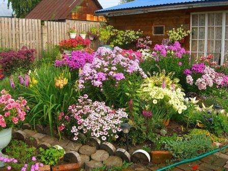 Hvidrosa petunia ser godt ud på et blomsterbed