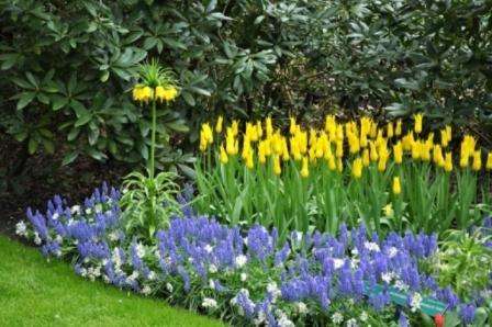 Ideer til en blomsterhave med egne hænder på landet med et foto