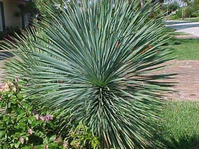 السمة المميزة لـ Yucca grey هي أنه لا يحتوي على ساق. تصل الأوراق إلى 65 سم. اللون أخضر رمادي