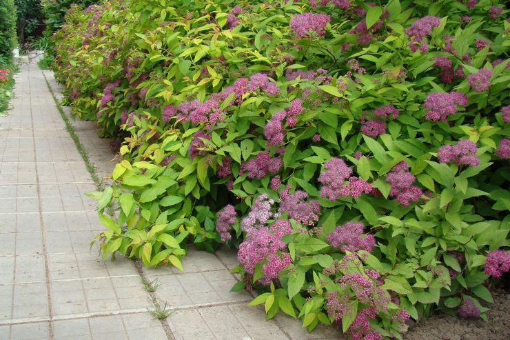 Spirea busk