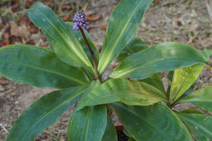 Beskrivelse af dichorizandra -planten