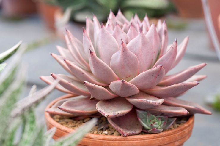 Echeveria pleje derhjemme