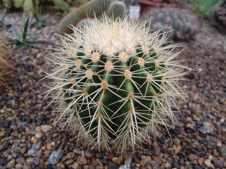 وصف echinocactus