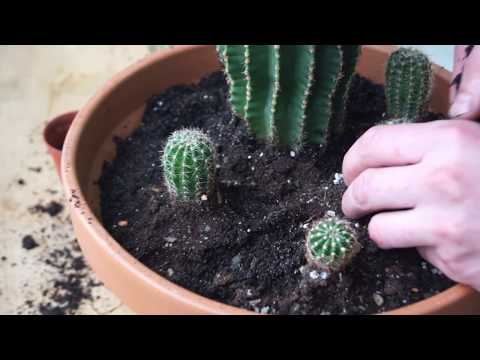 زرع الصبار Echinopsis Oksigona