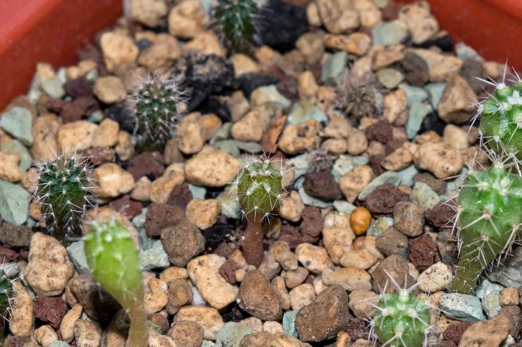 Voksende echinopsis fra frø