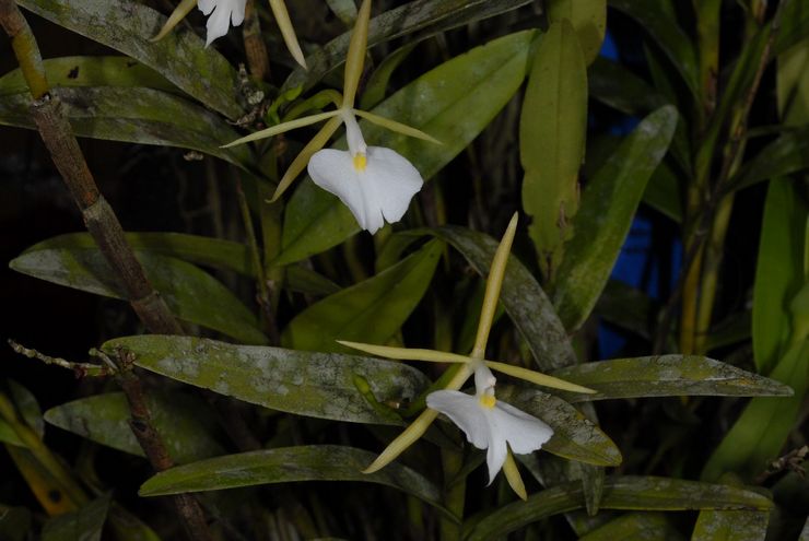 العاج Epidendrum