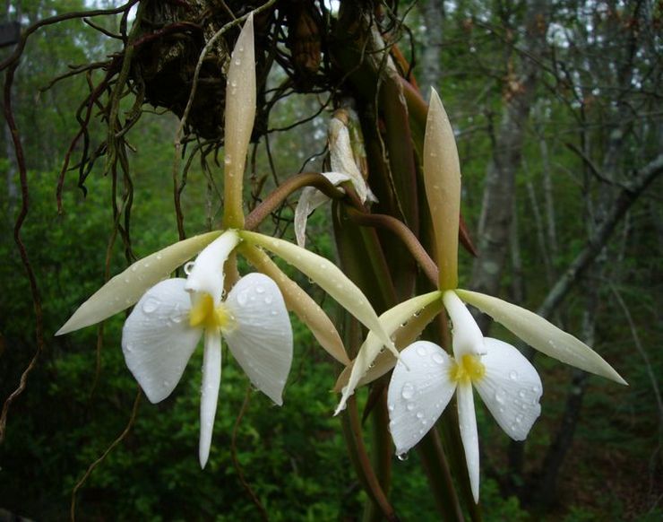 منجل Epidendrum