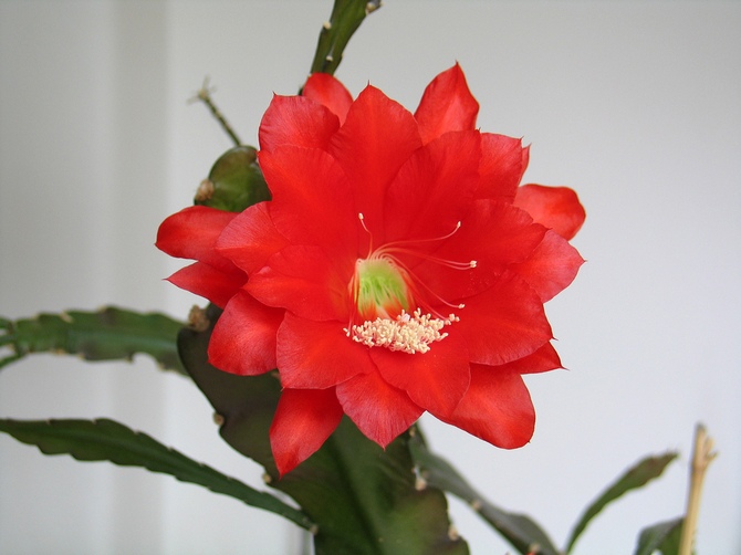 Epiphyllum: النمو والرعاية في المنزل