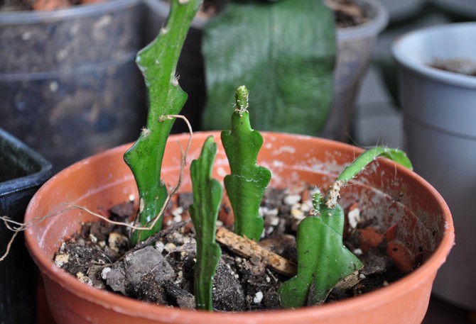 يمكن إكثار صبار Epiphyllum عن طريق تقسيم الأدغال ، وعقل الساق ، والبذور