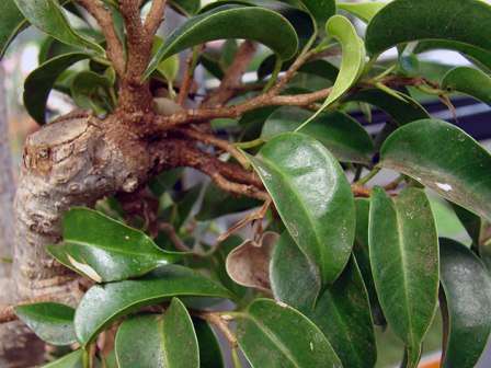 Εάν αγοράσατε ένα νέο ficus, τότε μην ξεχάσετε να το ξαναφυτεύετε κάθε χρόνο. Όταν το φυτό είναι ήδη περίπου 4 ετών, τότε μεταμοσχεύεται κάθε ένα έως δύο χρόνια, ανάλογα με το βαθμό ανάπτυξης του ριζικού συστήματος. Μπορείτε να προσδιορίσετε ότι είναι καιρός να μεταμοσχεύσετε το ficus από τις ρίζες που περικλείουν πλήρως το δοχείο.