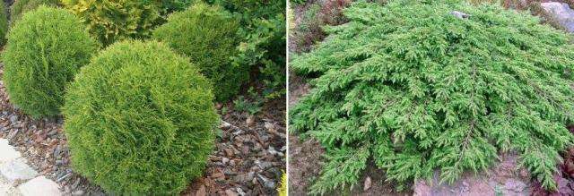 Enebær og thuja til dekoration af blomsterbed